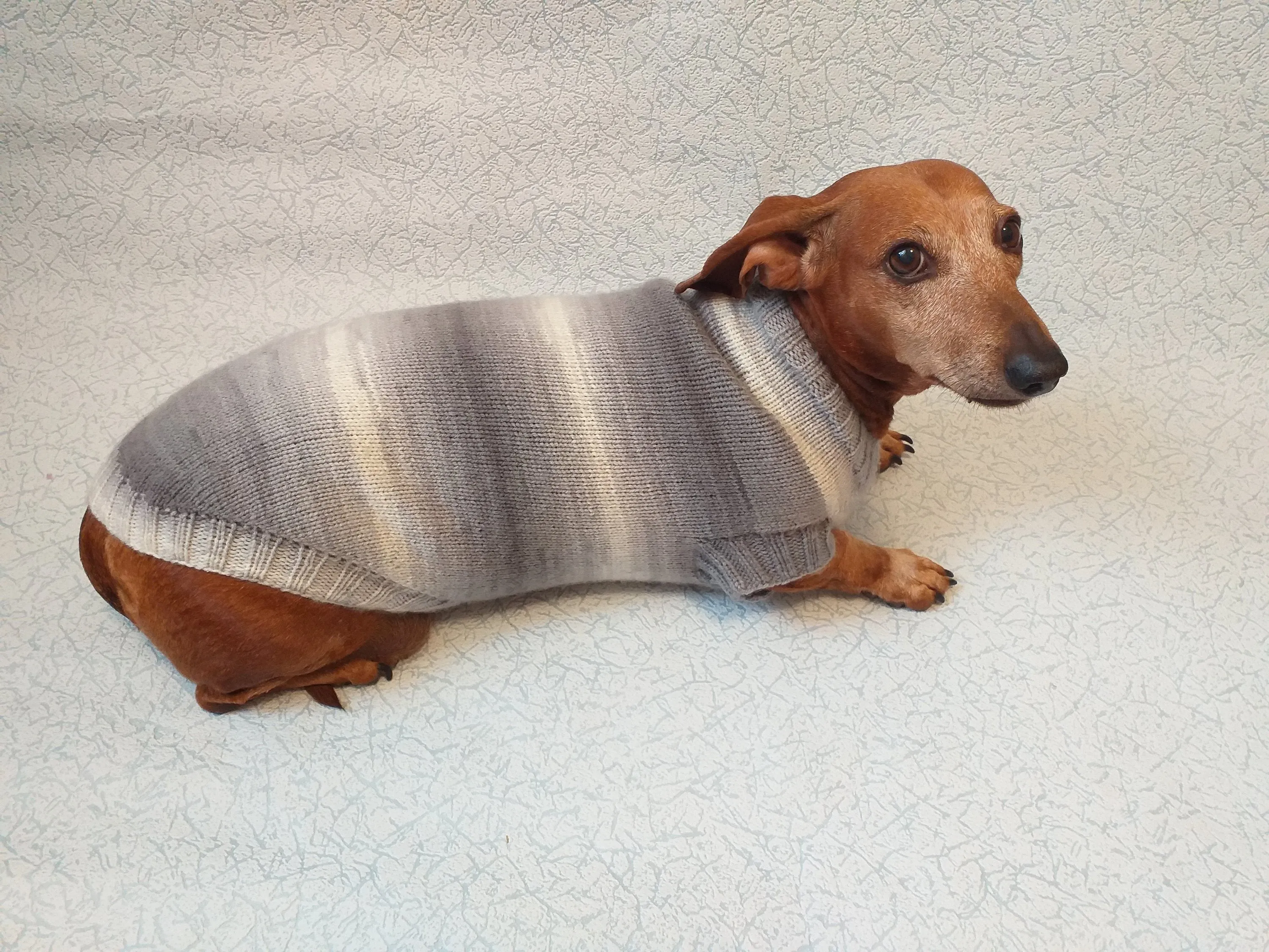 Knitted gray sweater for small dog