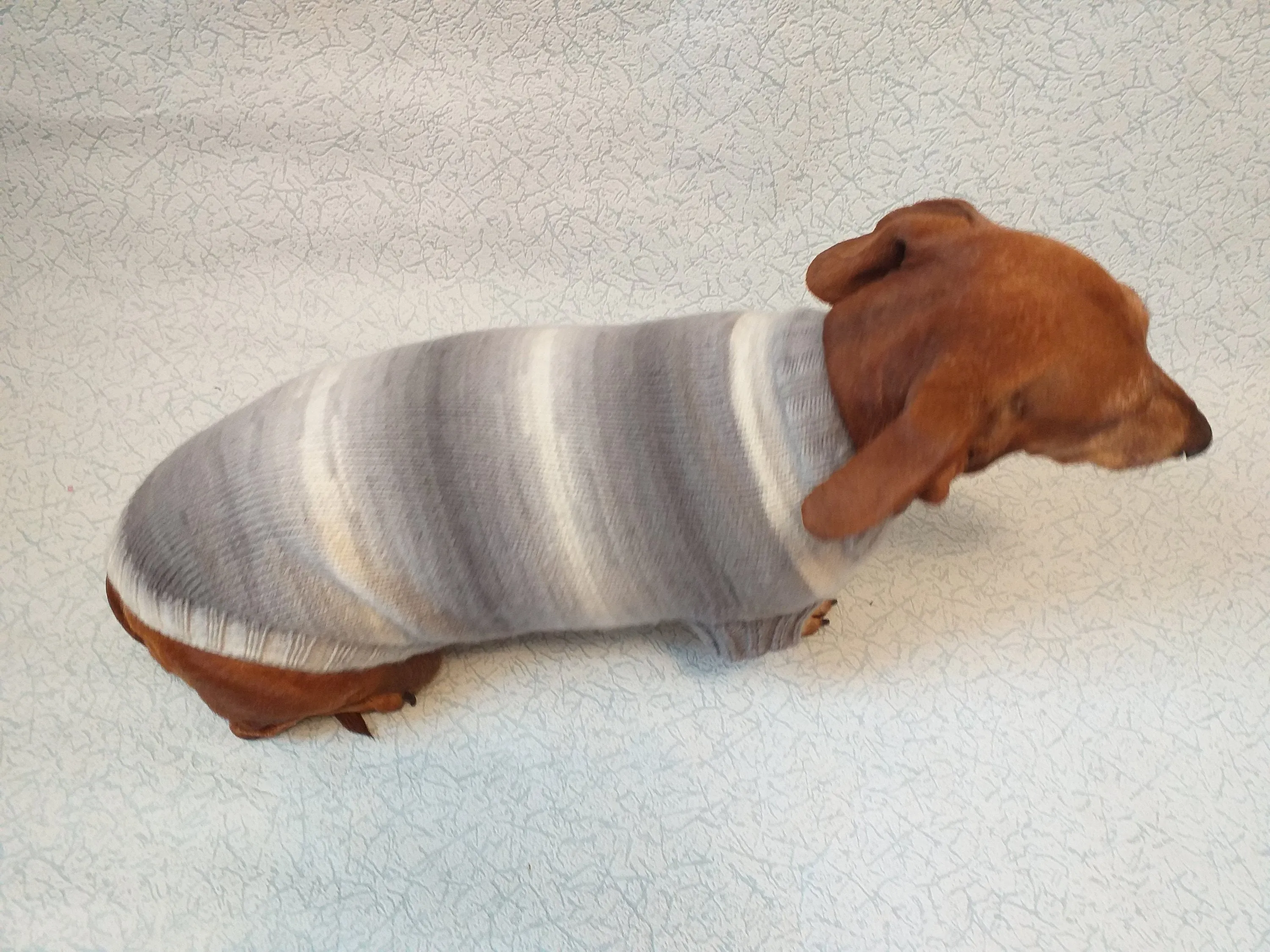 Knitted gray sweater for small dog