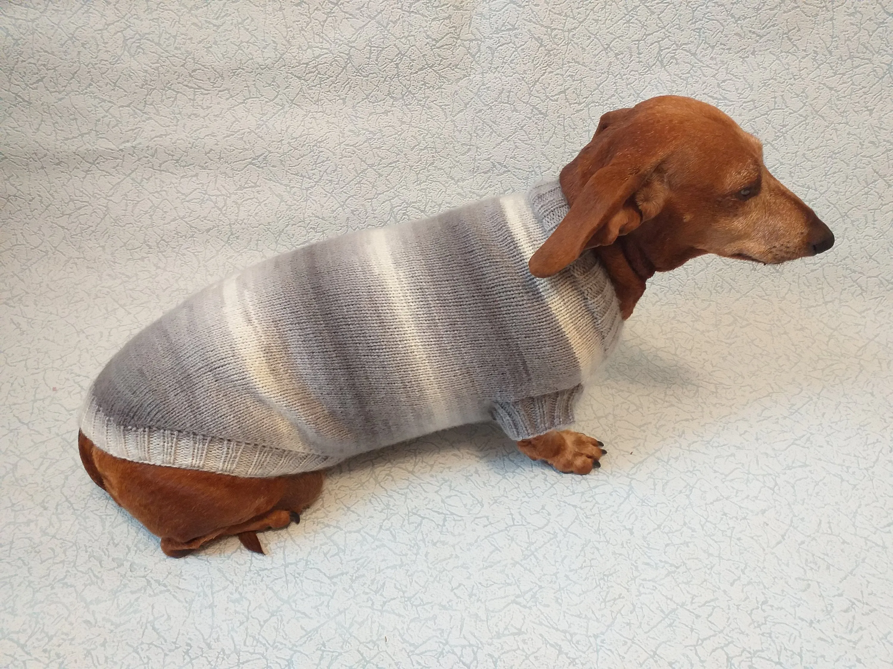 Knitted gray sweater for small dog