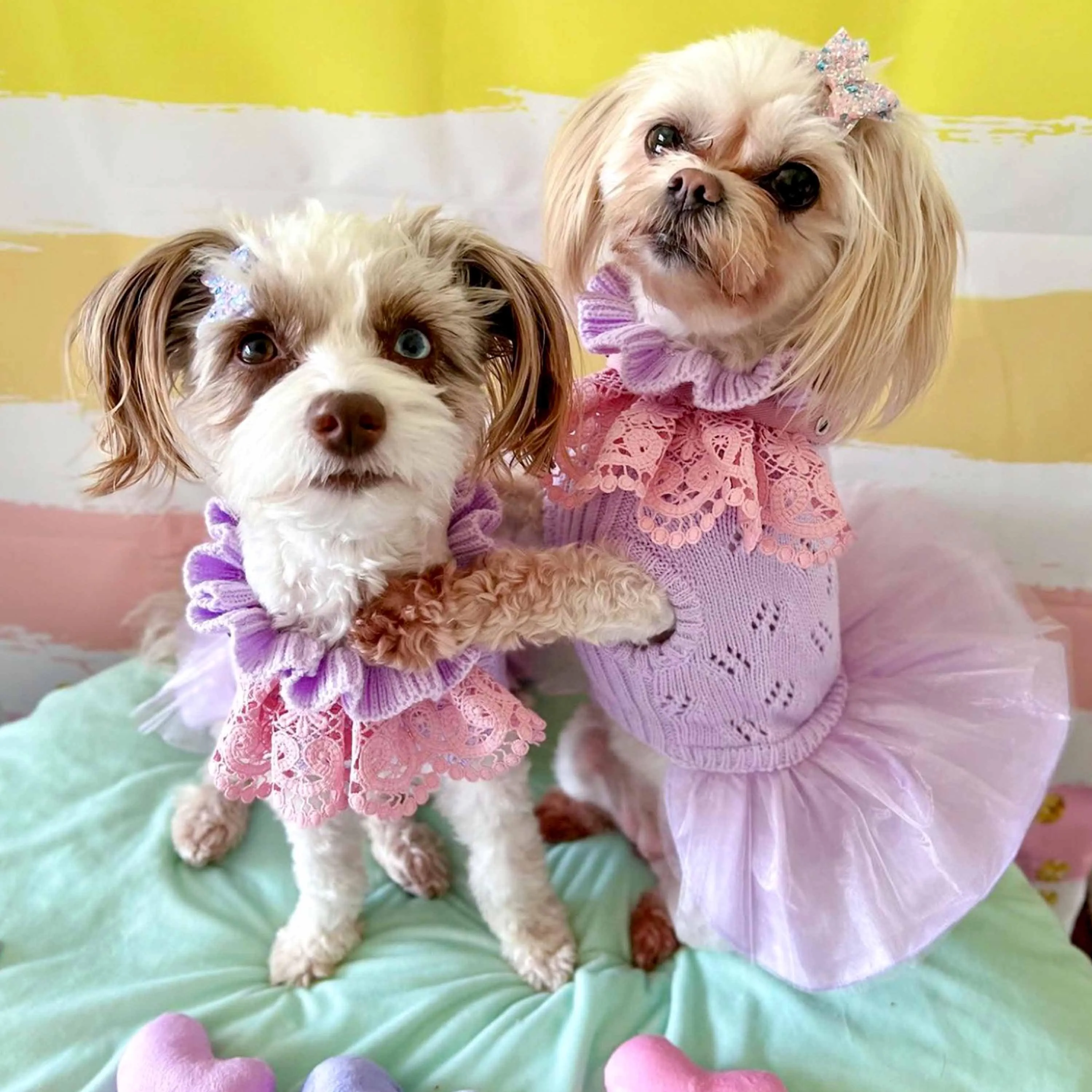 My Cutie Princess Ruffle Collar Dog Sweater Dress